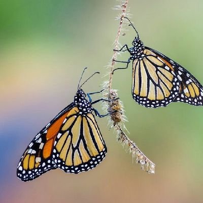 tamson_david's profile picture. 