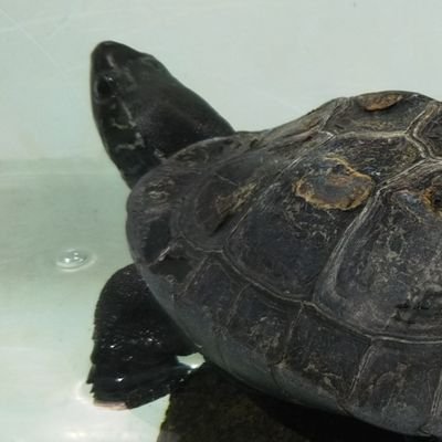 かめ吉🕊 (@kame_kichi77) / Posts / X