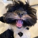 Hal KRantz - @hal_krantz - Twitter