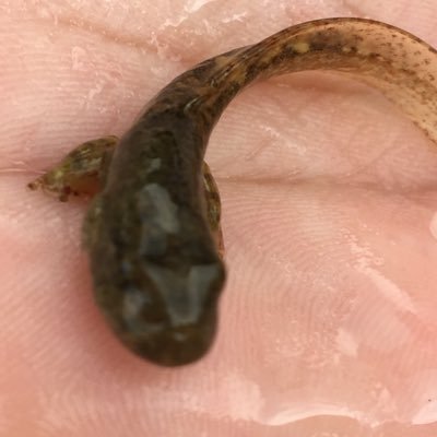 自由民主主義支持。 共産独裁主義は人類の敵。それを擁護するクズも敵。『安倍氏暗殺』は人類の損失。偉大な安倍氏の意志に想いを。 自民党は既に終了。今の日本だからこそ教育勅語が必要。日本保守党は日本の光。