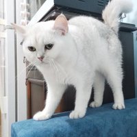 safi Canbulat (@canbulatsafi) Twitter profile photo