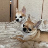 チワワだぞ! (@issa09265454) 's Twitter Profile