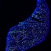 NijagalLab (@nijagallab) Twitter profile photo NijagalLab (@nijagallab) Twitter profile photo