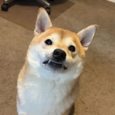 gizzle0585's profile picture. Just a wittle puppy that wikes to pway with fwiends, westle, eat peppewoni, sweep, and woves fweedom and Amewica!! 🦊🇺🇸🇺🇸🦊 Go Gators!! 🐊🐊