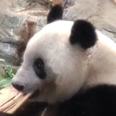 Twitter初心者です。
シャンシャン🐼が大好きです。
かわいいシャンシャンの動画を中心にアップしますので、共有できたらうれしいです🥰
よろしくお願いします😉