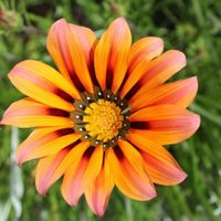 Ms. Vecchio (@msvecchio3) 's Twitter Profile