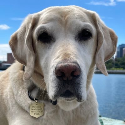 I'm a 9 year old yellow Labrador who works as an Explosive Detection K9 for the National Park Service stationed in Boston, Massachusetts. Please #FindYourPark