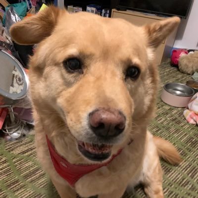 buffywatcher23's profile picture. doggie mom. lover of old tv shows and podcasts. does not light up the room when I enter. Leader of Winnie the Pooh/ true crime cult. /she-her.