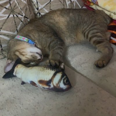 BaRRy6119's profile picture. KMUT' NB / RM-27