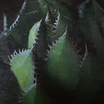 biz_openchat's profile picture. LINEオープンチャット、「ビザールプランツ(Bizarre Plants) 愛好者の会・関東甲信越中心」の中の人です。本当に申し訳ありません、オプチャの参加者募集アカウントです。
https://t.co/I5cRK8DSRd