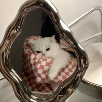 ◡̈ (@lilltrashh) 's Twitter Profile