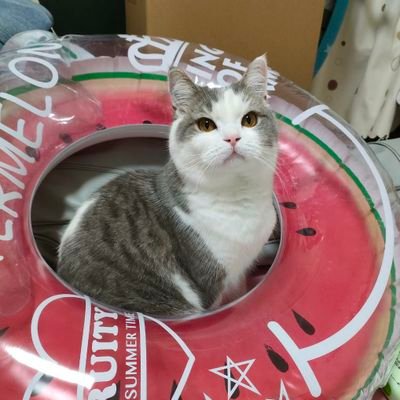 長足マンチカンのまる♂️(2021.07.27生誕)🐾
いいねやフォロー、ありがとうございます✨
手芸大好き🧵
最近、ミシンからまたクロスステッチに戻りました。
変わらず可愛い布集めしてます。
不登校の中三を抱えながら仕事してます。