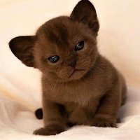 meow (@cessmeow03) 's Twitter Profile