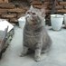 bibo pesek dan bolu putih!😼 (@bibobolu) Twitter profile photo bibo pesek dan bolu putih!😼 (@bibobolu) Twitter profile photo