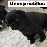 unos prietillos (@marcoda72475180) 's Twitter Profile