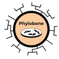 Phylobone project(@phylobone) 's Twitter Profile Photo