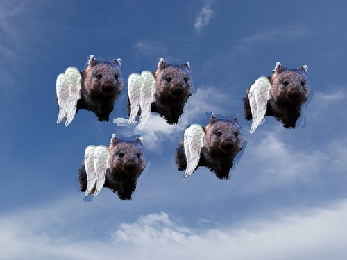 flying_wombat's profile picture. 