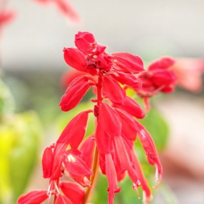 yossy7113's profile picture. 理学療法士をしています。修士号(教育関係)取得。医療者教育に関心を持ち、これからのリハビリテーション教育に貢献していきたいと考えています。特に臨床意思決定に関心があります。実践と勉強を両輪で！よろしくお願いします。