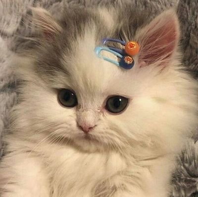 cocacolachips's profile picture.