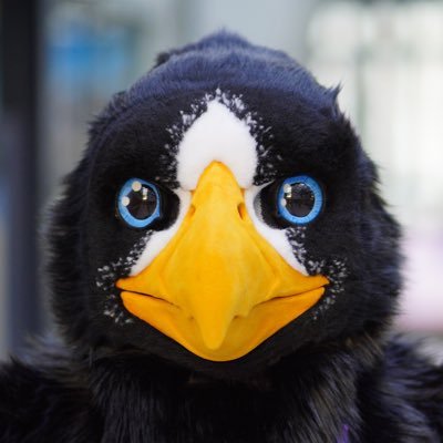 Steller’s sea eagle 🦅 | Fursuiter | Real wings 🪶 | Fursuit made by @whitewingsuits | https://t.co/q12jqvSPGy
