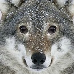 (쌍화탕)さんのプロフィール画像