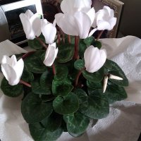 Nagham Abou Ali (@naghamabouali2) 's Twitter Profile