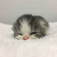 sleepy cat 💚💛 (@diamondwall702) 's Twitter Profile
