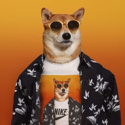 The doge nft creator