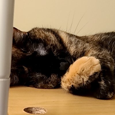 しょーん のアバター