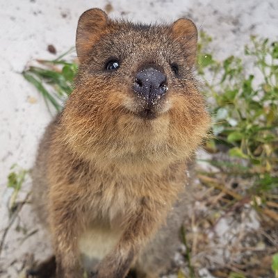 All images belong to their original owners.

Daily dose of quokka shaped serotonin.