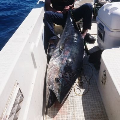 pomponitako's profile picture. 釣りを愛し健康に生きる。