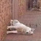 Chen3Au's profile picture. diver