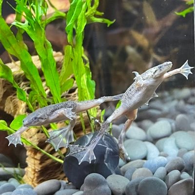 JillOusey's profile picture. I am brave, I am bruised, I am who I’m meant to be. This is me. (also I’m a frog mom now?)