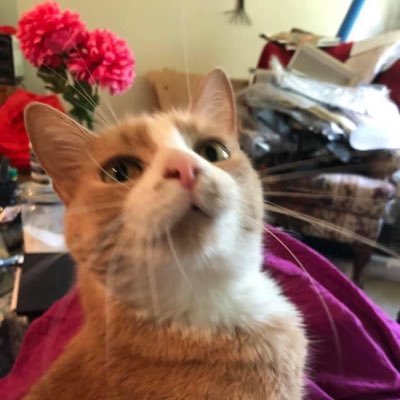 sarahjwallace79's profile picture. 