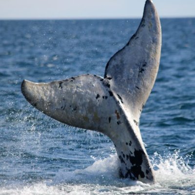 WhaleIdo Profile Picture