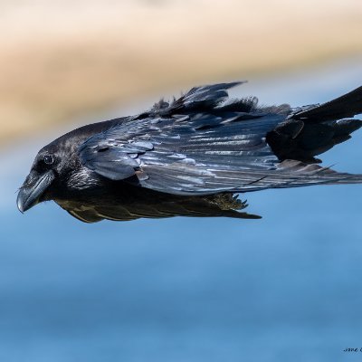 11 years ago I came across a wild Raven. I still see this same Raven almost every day. All images are my own. All birds wild and free. More on Facebook