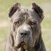 cane corso (@cane_corso_dog) Twitter profile photo