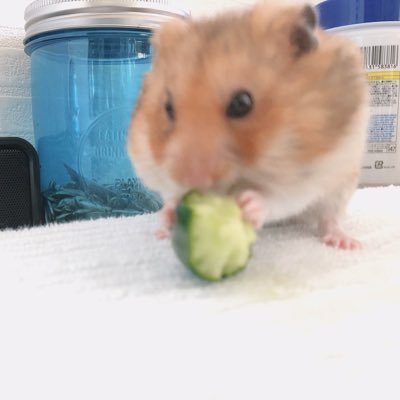 hpnssmic1928's profile picture. かわいくなりたい·····