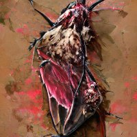 Decay(@Moth_and_decay) 's Twitter Profile Photo