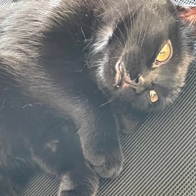 notanaps's profile picture. basically a walking meme