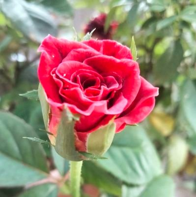 aleezay02's profile picture. I'M ALEEZAY, STUDYING AT IIUI , DOING BACHELORS IN ISLAMIC ARTS AND ARCHITECTURE, I'M ARTIST, CALLIGRAPHER , LOGO DESIGNER..