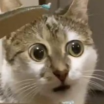 Some Random Catさんのプロフィール画像