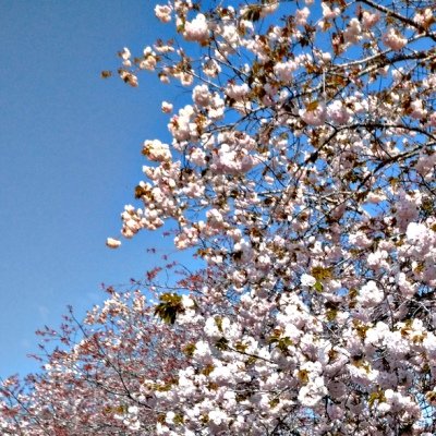 ぱんださんのプロフィール画像