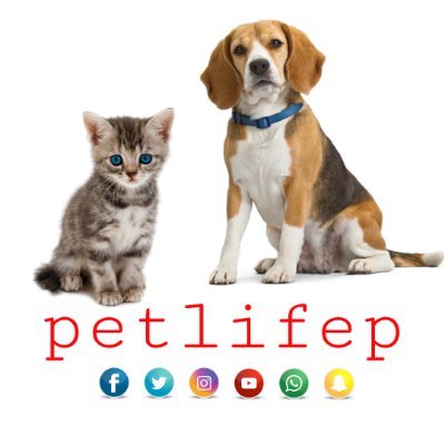 Site *petlife* It is a website specialized in animal It aims to provide information in an interesting, impartial and reliable way .