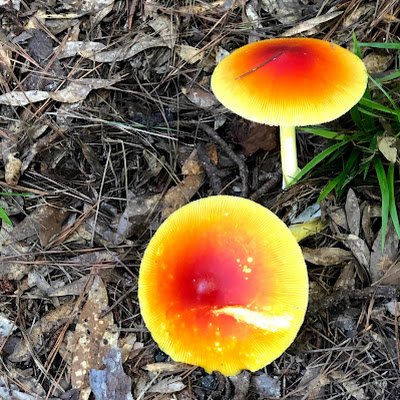 Samanth75005086's profile picture. 