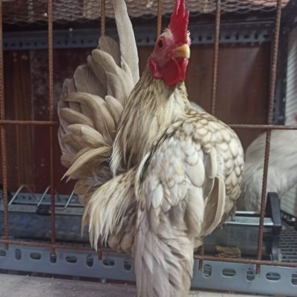 sustavuksanati's profile picture. . . . : : : Serama : : : . .