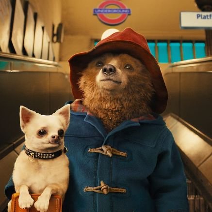 PaddingtonsLife Profile Picture