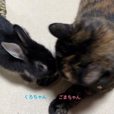 ばんえい競馬、JRA、誘導馬(ペルシアンナイト他)
引退馬いっぱいいます😂
そのたんひめたん競馬😊
馬車バームサシコマちゃん
応援してます🐴🥕🍎
ねこさんとうさぎさんの母🐱🐇インスタもやってまーす!見てね☺️