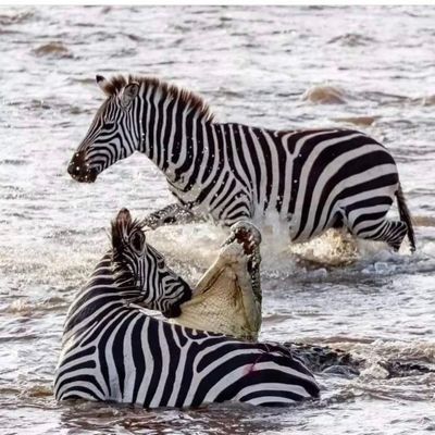 mymomswisdoms's profile picture. Linux consultant who has a passion for open source and cheesecake.