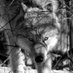 The Wolfยฎ๏ธ (@massmasculin) Twitter profile photo The Wolfยฎ๏ธ (@massmasculin) Twitter profile photo